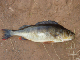 P6301505